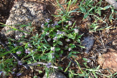 Justicia simplex